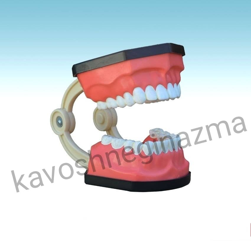 مولاژ دندان دو فک 2 برابر اندازه طبیعی